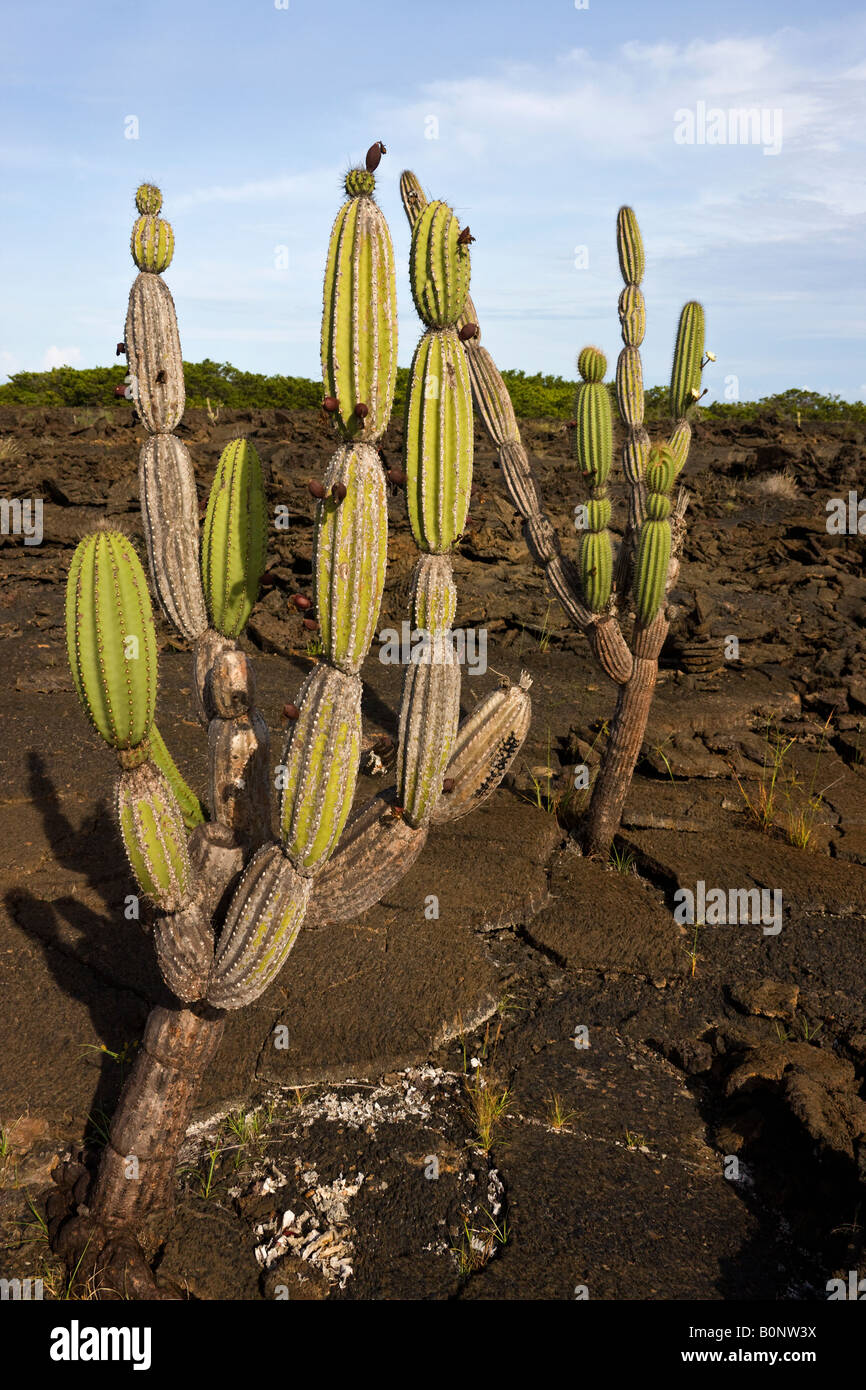 Cactus candélabres - Jasminocereus thouarsii - poussant sur un champ de lave sur l'île Isabela dans les îles Galapagos - Equateur Banque D'Images