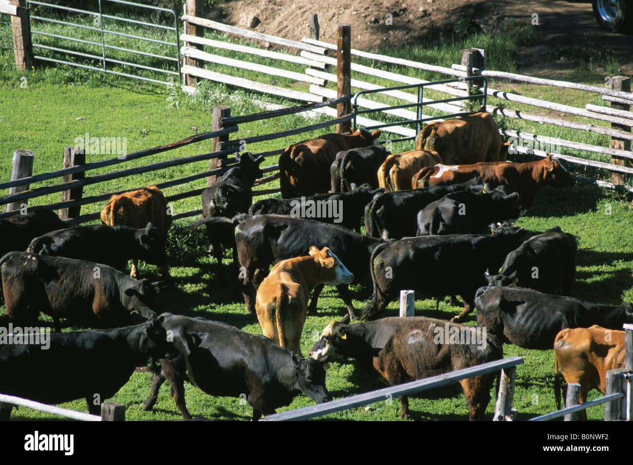 Un troupeau de vaches dans un enclos à proximité de Steamboat Springs, Colorado USA Banque D'Images