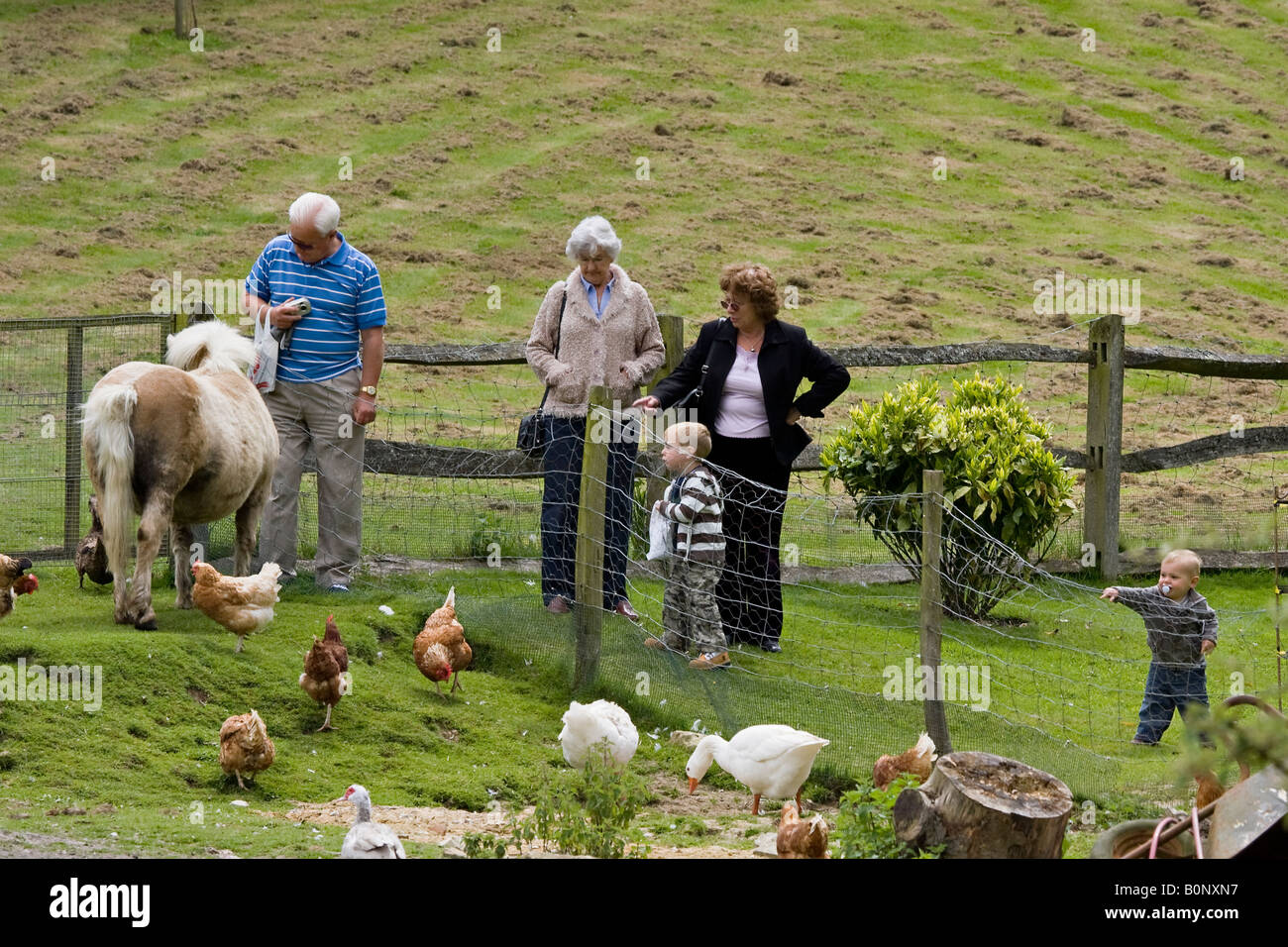 L'alimentation de la famille pony Banque D'Images