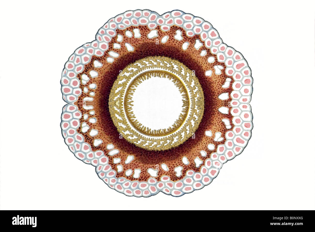 Nom Disconalia gastroblasta Siphonophorae, Haeckel, l'Europe du 20e siècle art nouveau Banque D'Images