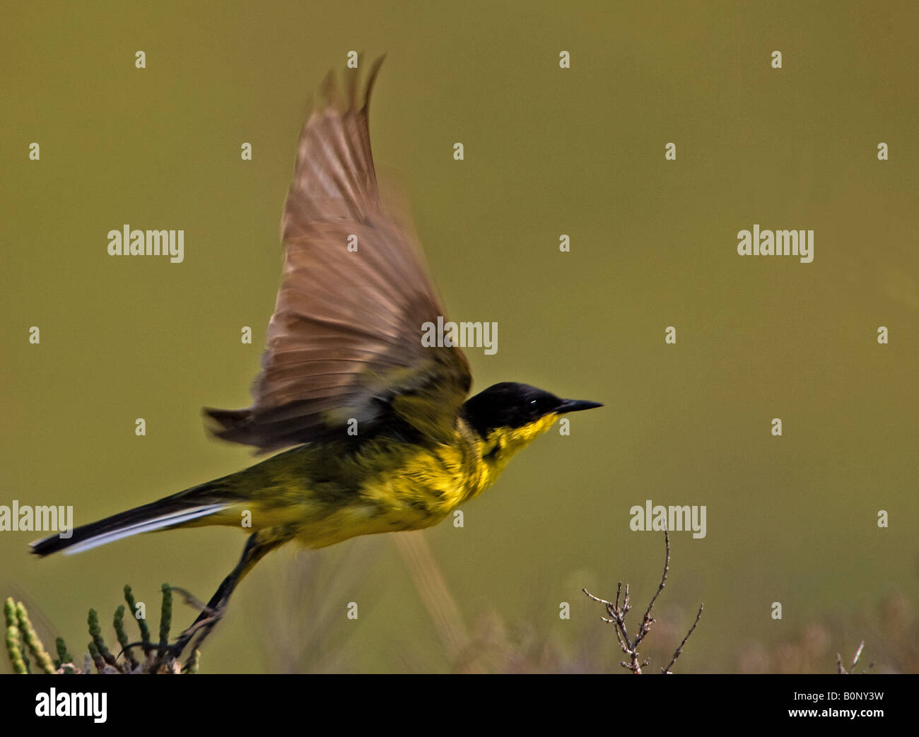 Bergeronnette printanière-noir, décoller de la perche, West River, Kolloni, Lesbos Banque D'Images