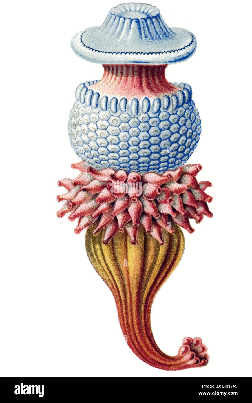 Nom Porpema Siphonophorae medusa, partie, Haeckel, l'Europe du 20e siècle art nouveau Banque D'Images