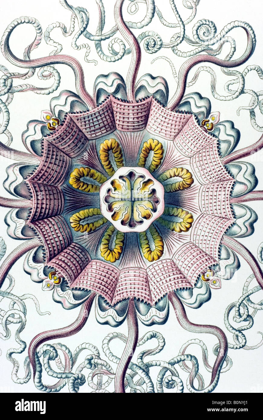 Peromedusae, Coronatae Periphylla Nom mirabilis, Haeckel, l'Europe du 20e siècle art nouveau Banque D'Images