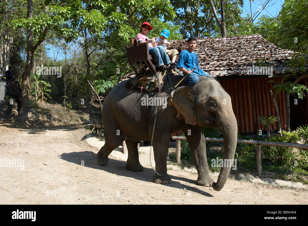 Tour d'Éléphant , Maesa Elephant Camp , Chiang Mai , Thaïlande Banque D'Images Tour d'Éléphant , Maesa Elephant Camp , Chiang Mai , Thaïlande Banque D'Images