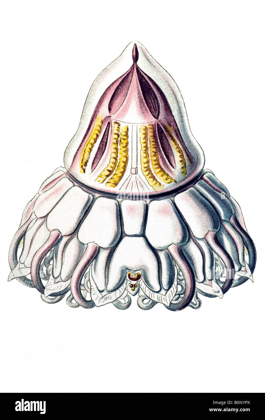 Peromedusae, Coronatae Periphylla Nom mirabilis, Haeckel, l'Europe du 20e siècle art nouveau Banque D'Images