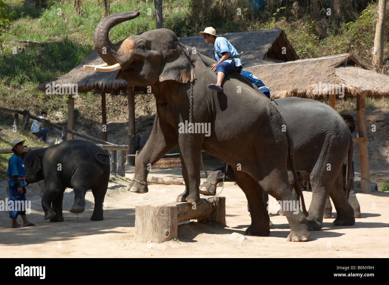 Elephant Show, Maesa Elephant Camp , Chiang Mai , Thaïlande Banque D'Images Elephant Show, Maesa Elephant Camp , Chiang Mai , Thaïlande Banque D'Images