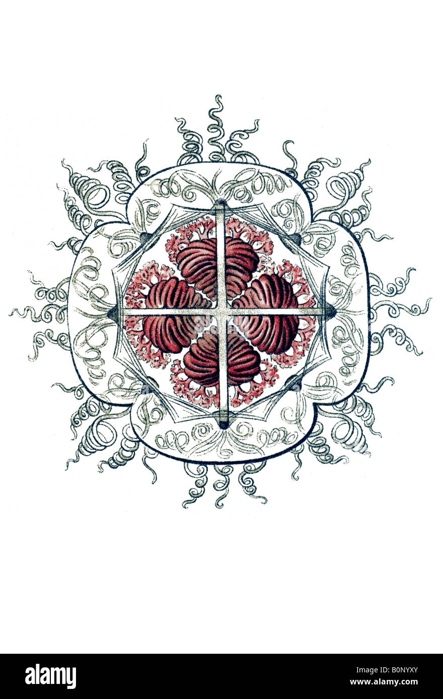 Nom Rathkea fasciculata Anthomedusae, Haeckel, l'Europe du 20e siècle art nouveau Banque D'Images