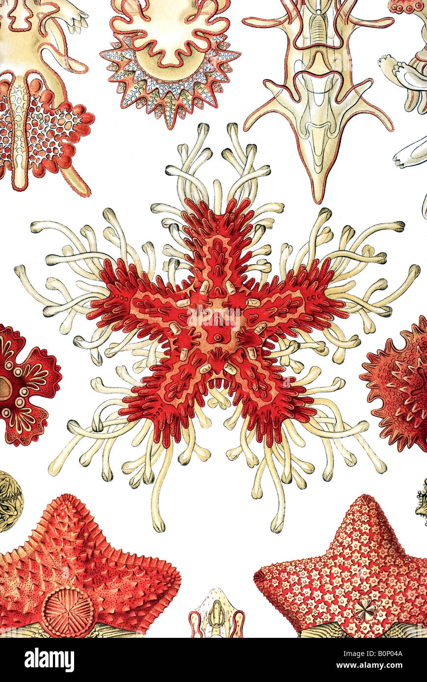 Asteridea détails plaque 40, Ernst Haeckel, art nouveau 20e siècle l'Europe Banque D'Images