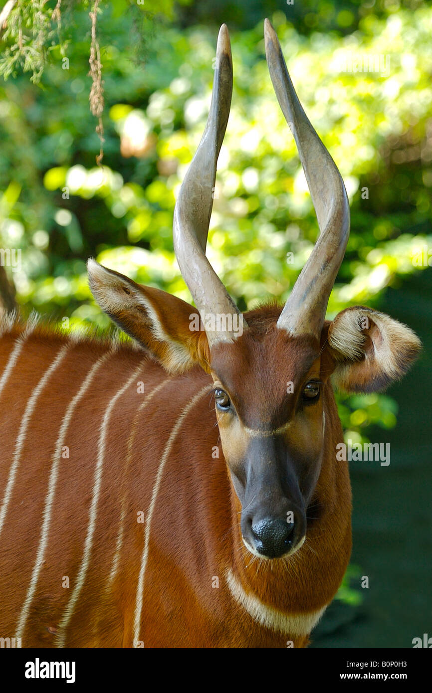 Antilope Bongo Banque D'Images