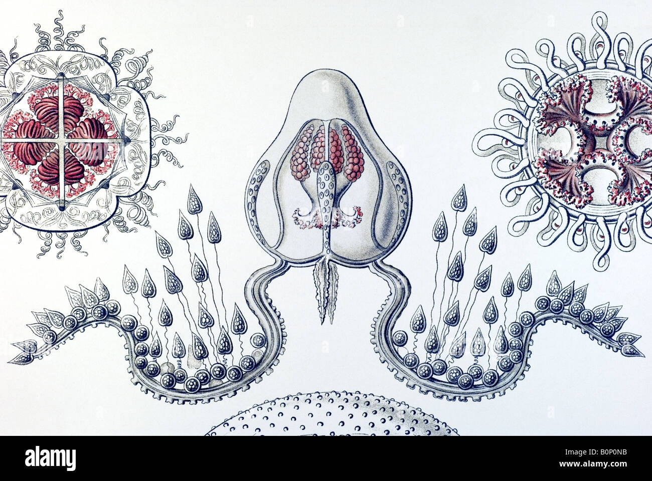 Nom Anthomedusae Gemmaria sagittaria, détail, Haeckel, l'Europe du 20e siècle art nouveau Banque D'Images