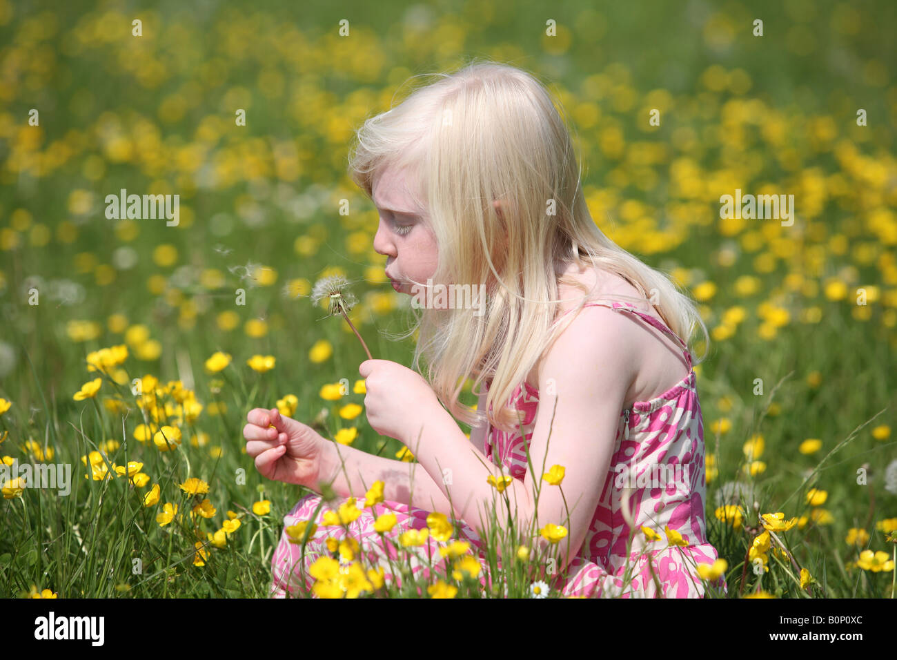 Petite fille blonde soufflant un Pissenlit réveil Banque D'Images