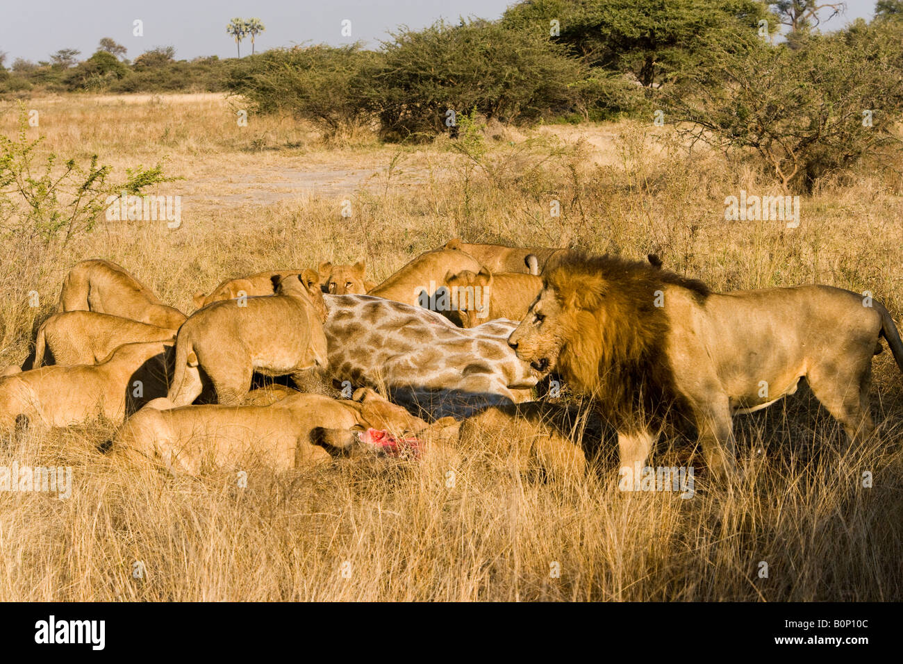 Grande fierté des lions, mâles et femelles se nourrissent de proies, une girafe récemment tuer en savane ouverte Delta de l'Okavango au Botswana Banque D'Images