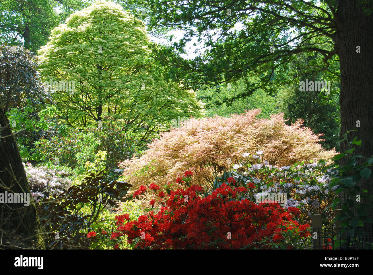 L' "Punchbowl, Valley Gardens, le Royal Paysage, Windsor Great Park, Virginia Water, Surrey, Angleterre, Royaume-Uni Banque D'Images