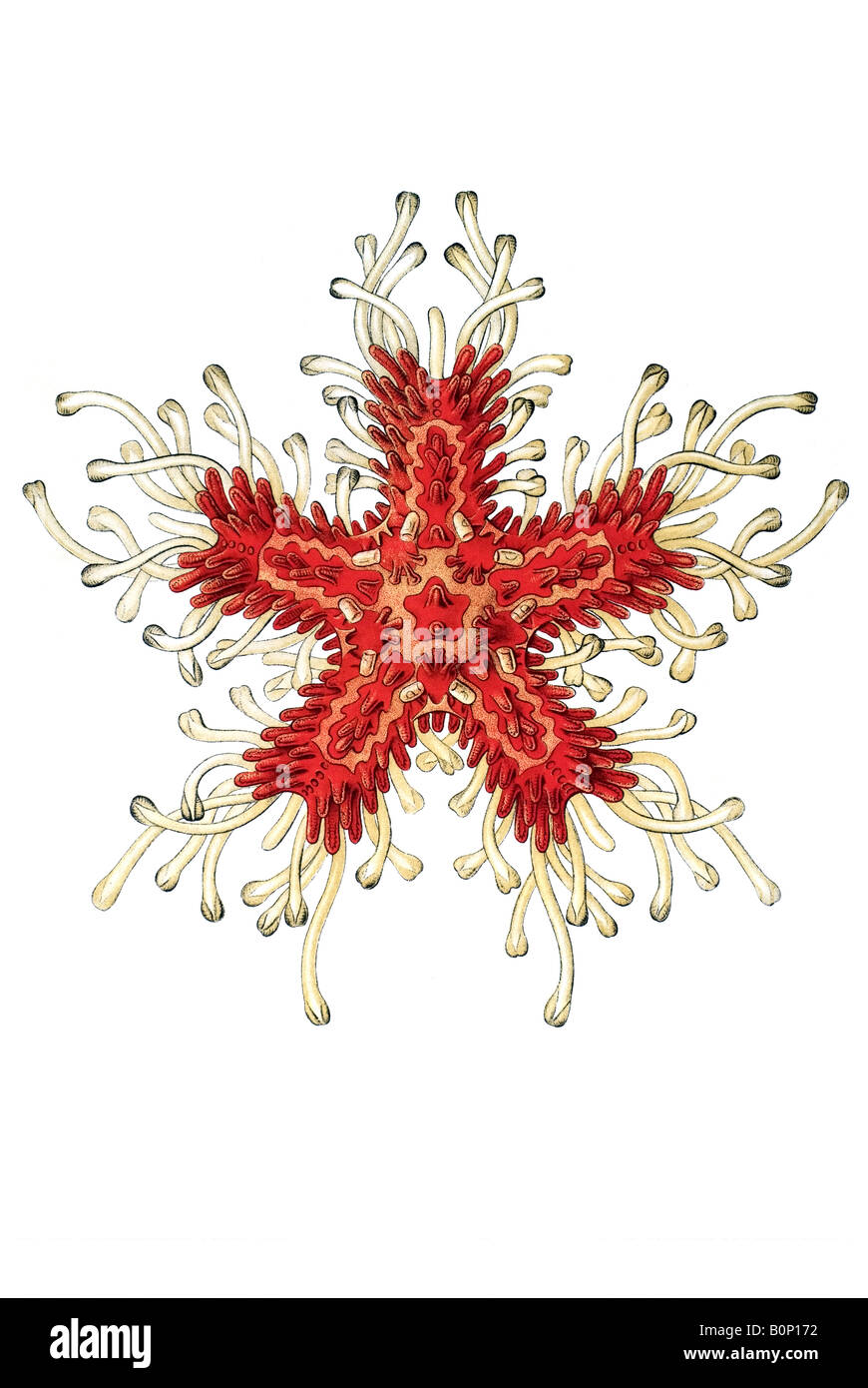 Nom Asteridea Asteria rubens, Ernst Haeckel, art nouveau 20e siècle l'Europe Banque D'Images