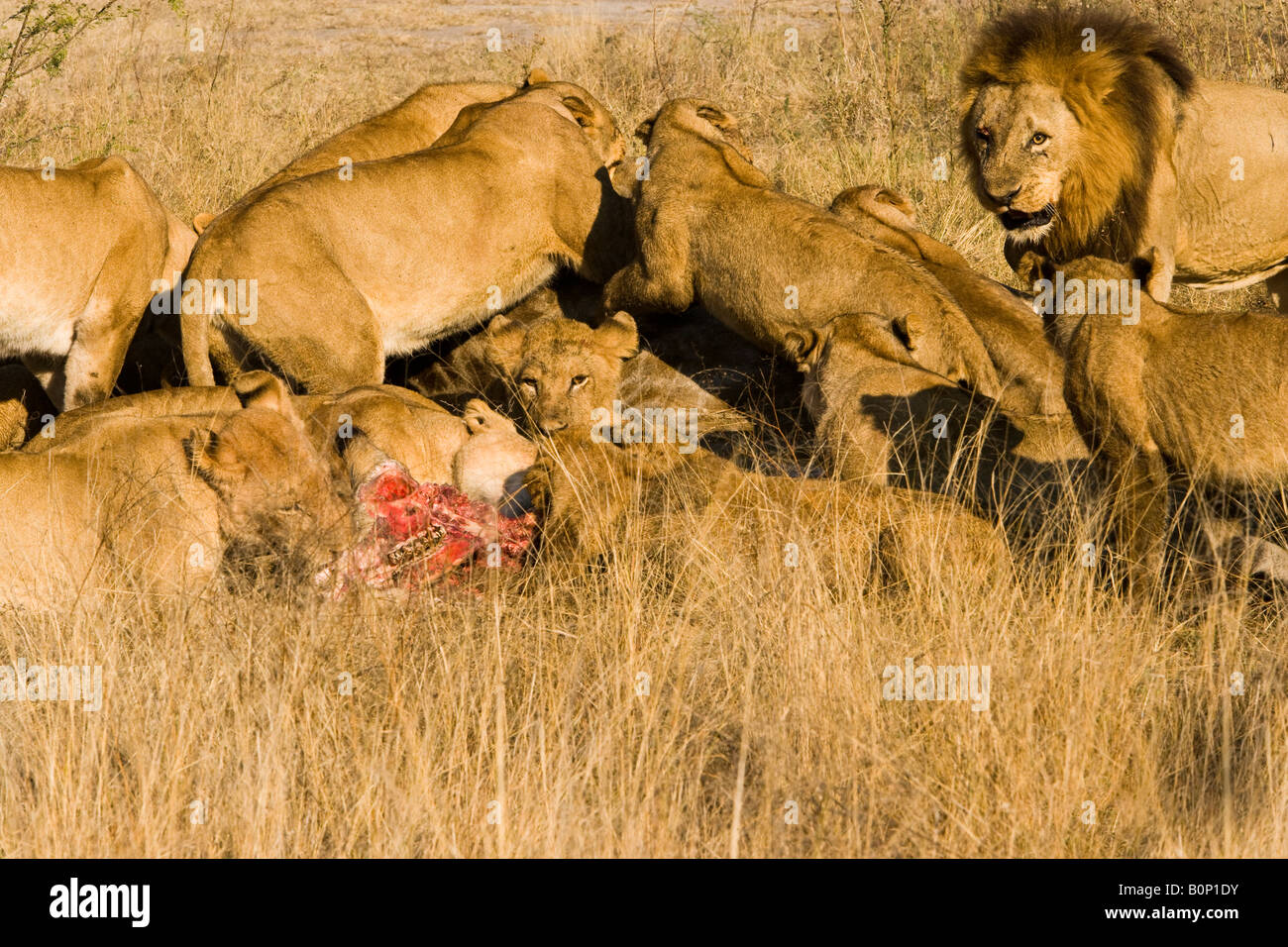 Mâle et femelle Bold Pride of Lions gronder comme ils en concurrence pour proies tuées au Delta de l'Okavango au Botswana Banque D'Images