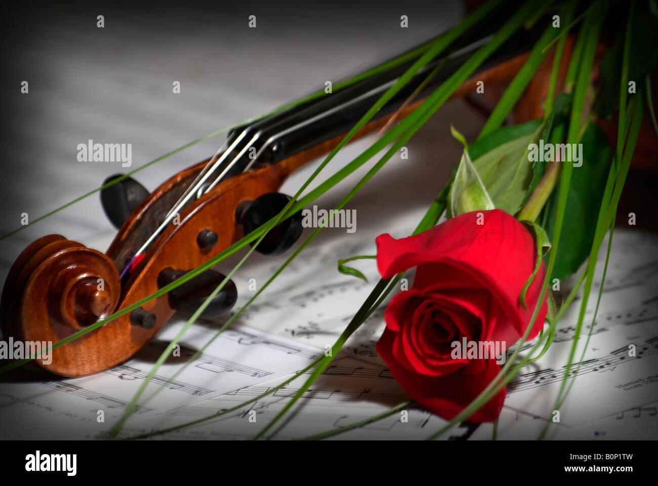 Instrument de la musique de violon avec une rose Banque D'Images