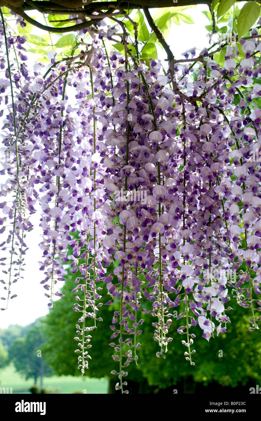 Wisteria floribunda - glycine Japonaise, Herefordshire Banque D'Images