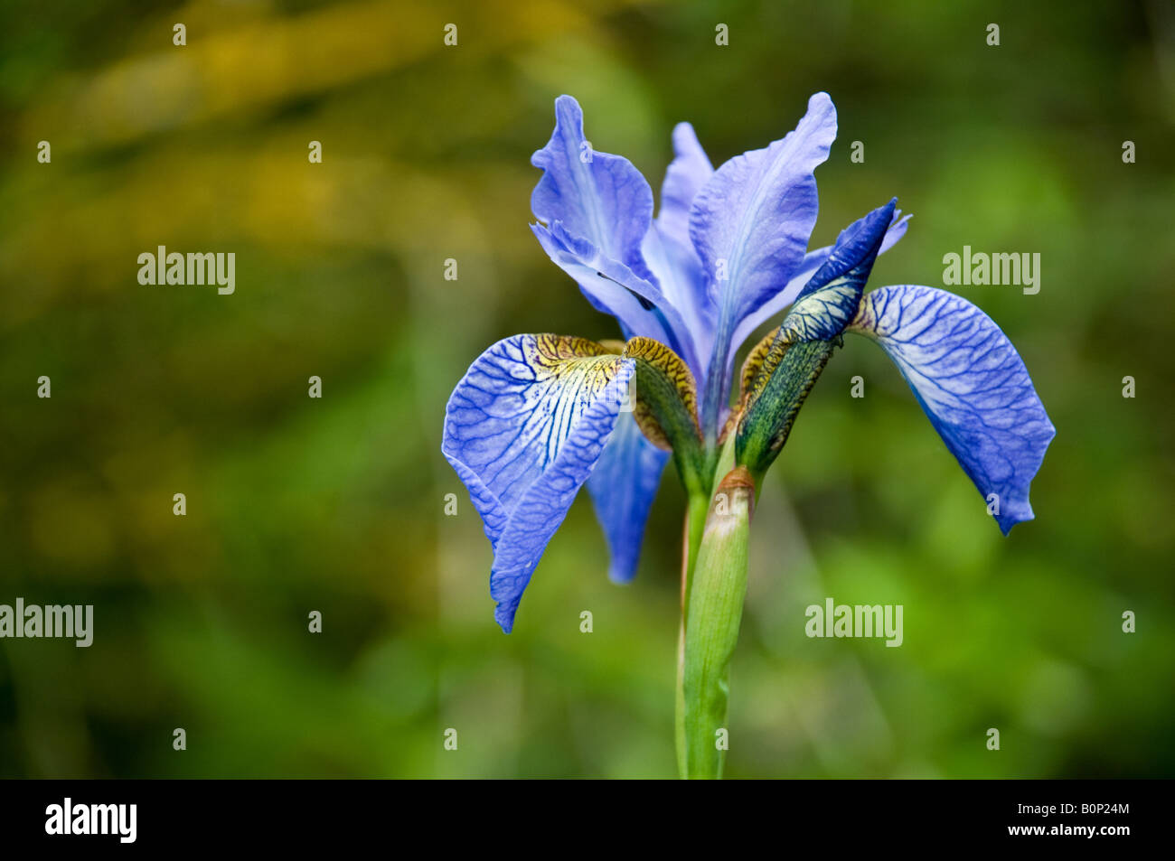 Iris versicolore Banque D'Images
