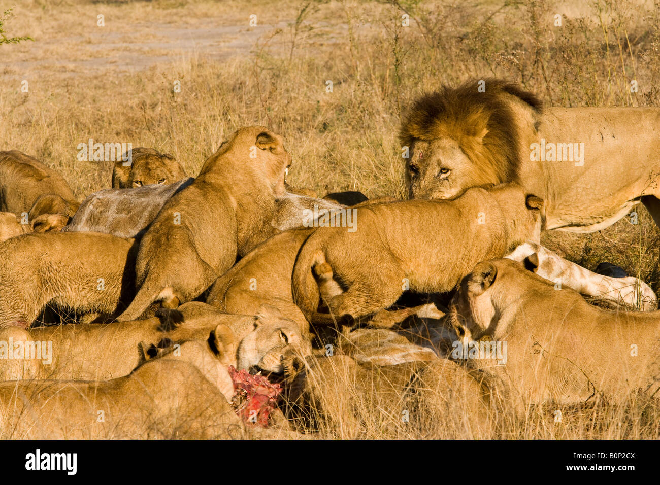Close-up vue ouverte d'un grand groupe de Lions, hommes et femmes, se nourrissant de proies, une girafe récemment tuer en Delta de l'Okavango au Botswana Banque D'Images