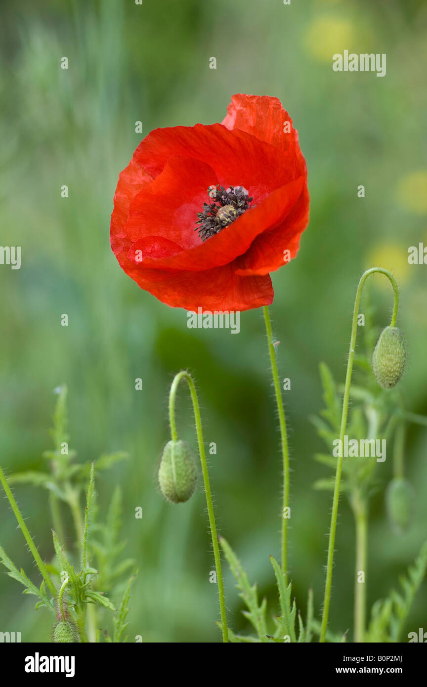 Fleurs simples et les bourgeons de Pavot Rouge, Papaver rhoeas Banque D'Images