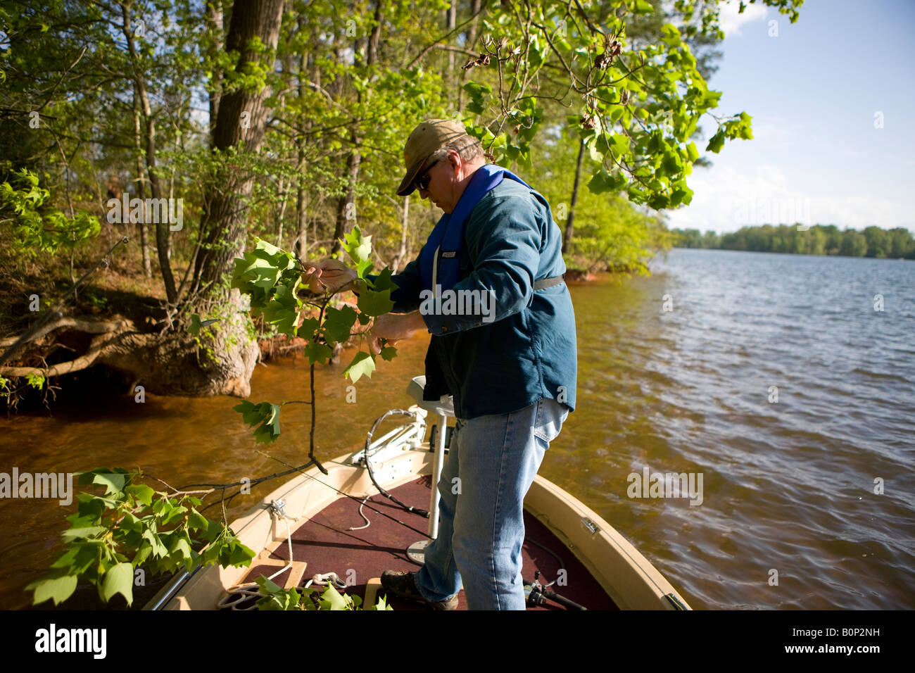 Un homme adulte unhooks son appât qui a été pris dans un arbre alors que la pêche le long des rives du lac Greenwood stading sur un bass boat Banque D'Images