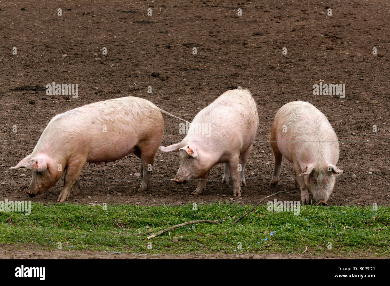 26 mars 2008 une ferme porcine de Bretagne Grand White Sus scrofa scrofa également connu sous le nom de Yorkshire Banque D'Images