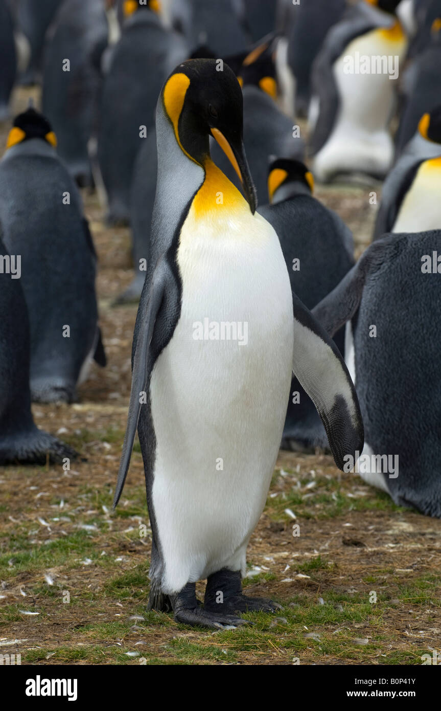 Portrait d'un roi Penguin au lissage, Volunteer Point, Îles Falkland Banque D'Images