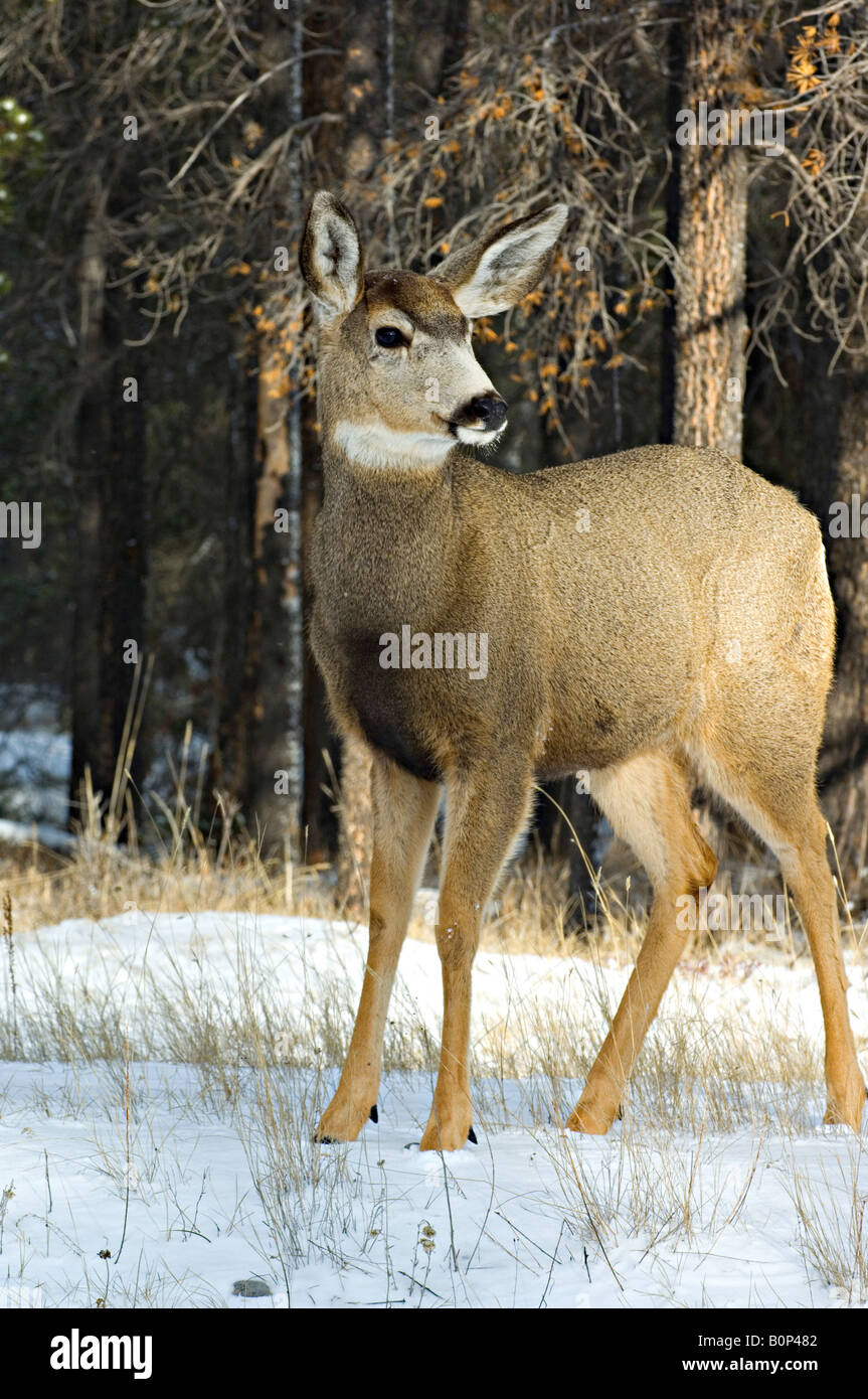 Une verticale de l'image d'un jeune Cerf debout dans le réchauffement de la lumière du soleil Banque D'Images