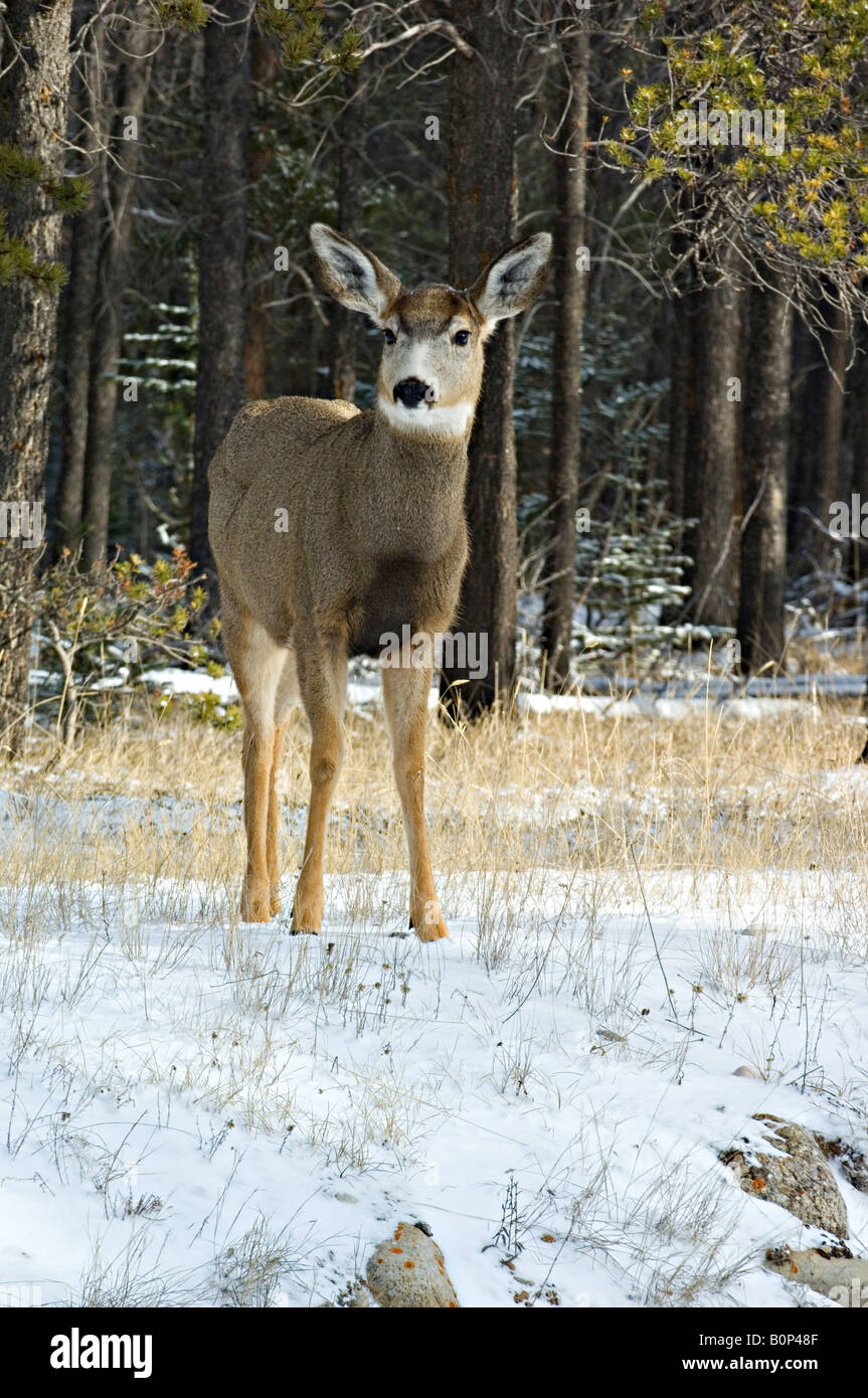 Un jeune Cerf debout à l'avant Banque D'Images