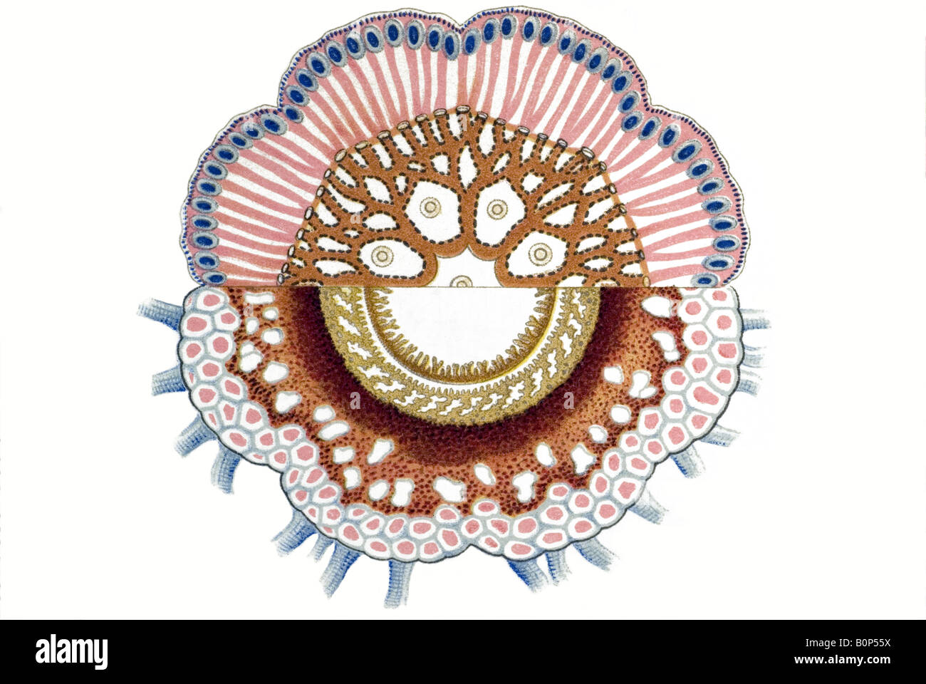 Nom Disconalia gastroblasta Siphonophorae, Haeckel, l'Europe du 20e siècle art nouveau Banque D'Images