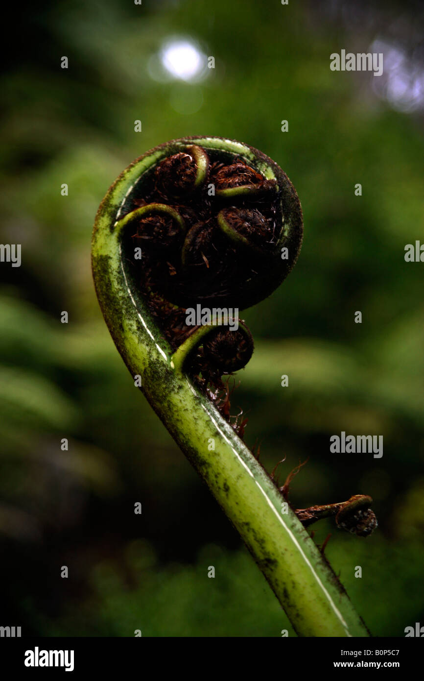 Une fougère arborescente enroulé près de Cathedral Cove, North Island, New Zealand Banque D'Images