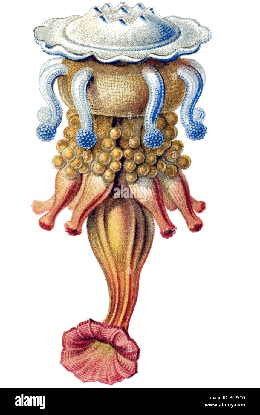 Nom Discalia Siphonophorae medusina, Haeckel, l'Europe du 20e siècle art nouveau Banque D'Images