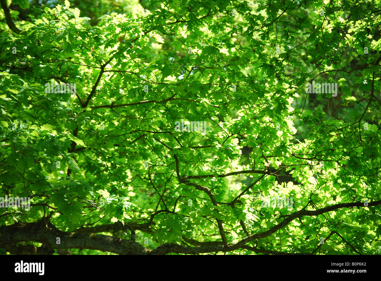 Couvert forestier, la Vallée des jardins, le paysage, Royal Windsor Great Park, Virginia Water, Surrey, Angleterre, Royaume-Uni Banque D'Images
