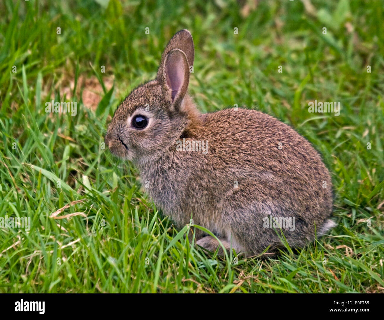 Baby Wild Lapin Européen (Oryctolagus cuniculus) Banque D'Images