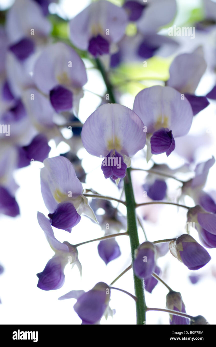 Wisteria floribunda - glycine Japonaise, Herefordshire Banque D'Images