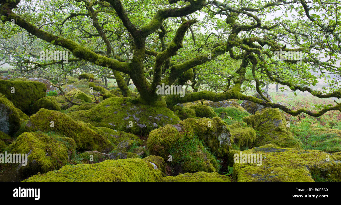 Le magnifique et mystérieux Wistmans Réserve naturelle du bois du Parc National de Dartmoor dans le Devon en Angleterre Banque D'Images