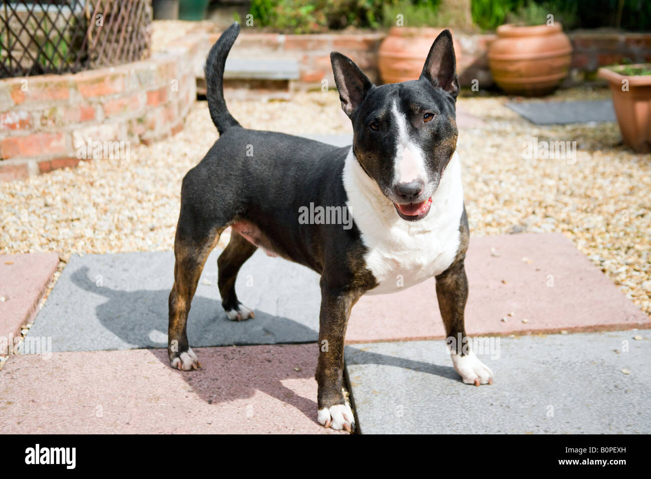 Un Homme Chien De La Race Bull Terrier Anglais Se Tiennent