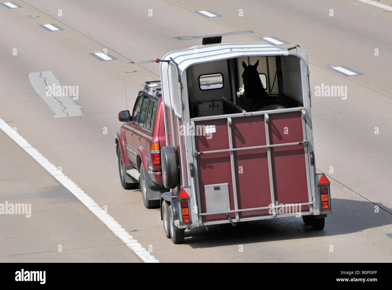 Cheval visible à l'arrière de deux Bay Horse Box pour transport sécuritaire des animaux dans une remorque à caisse de cheval tractée le long de la route Autoroute M25 Essex Angleterre Royaume-Uni Banque D'Images