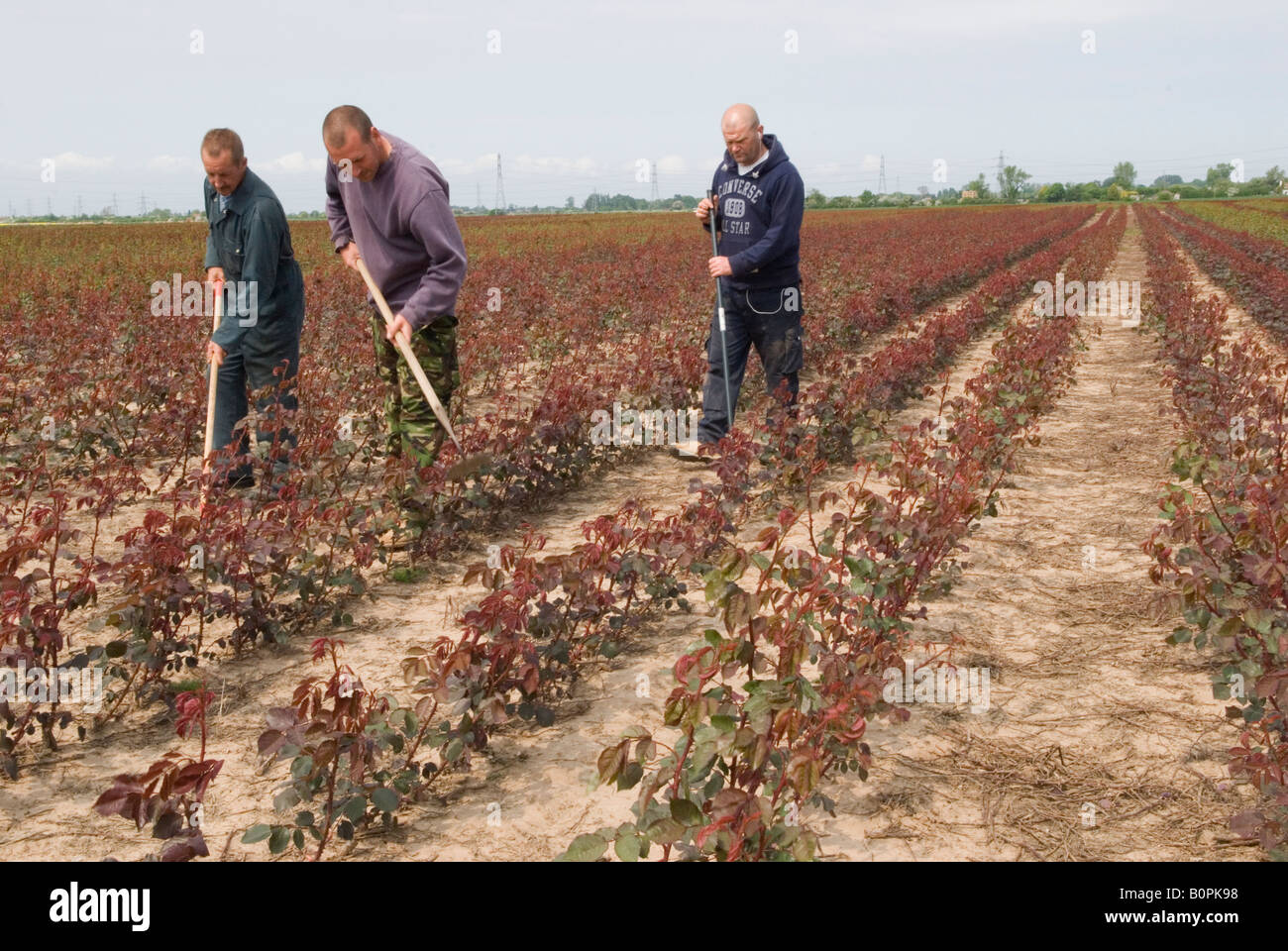 Travaux agricoles peu qualifiés et peu rémunérés, travailleurs à temps partiel s'occupant des rosiers pour baiser les mauvaises herbes. Le Fens Lincolnshire UK 2008 2000s HOMER SYKES Banque D'Images