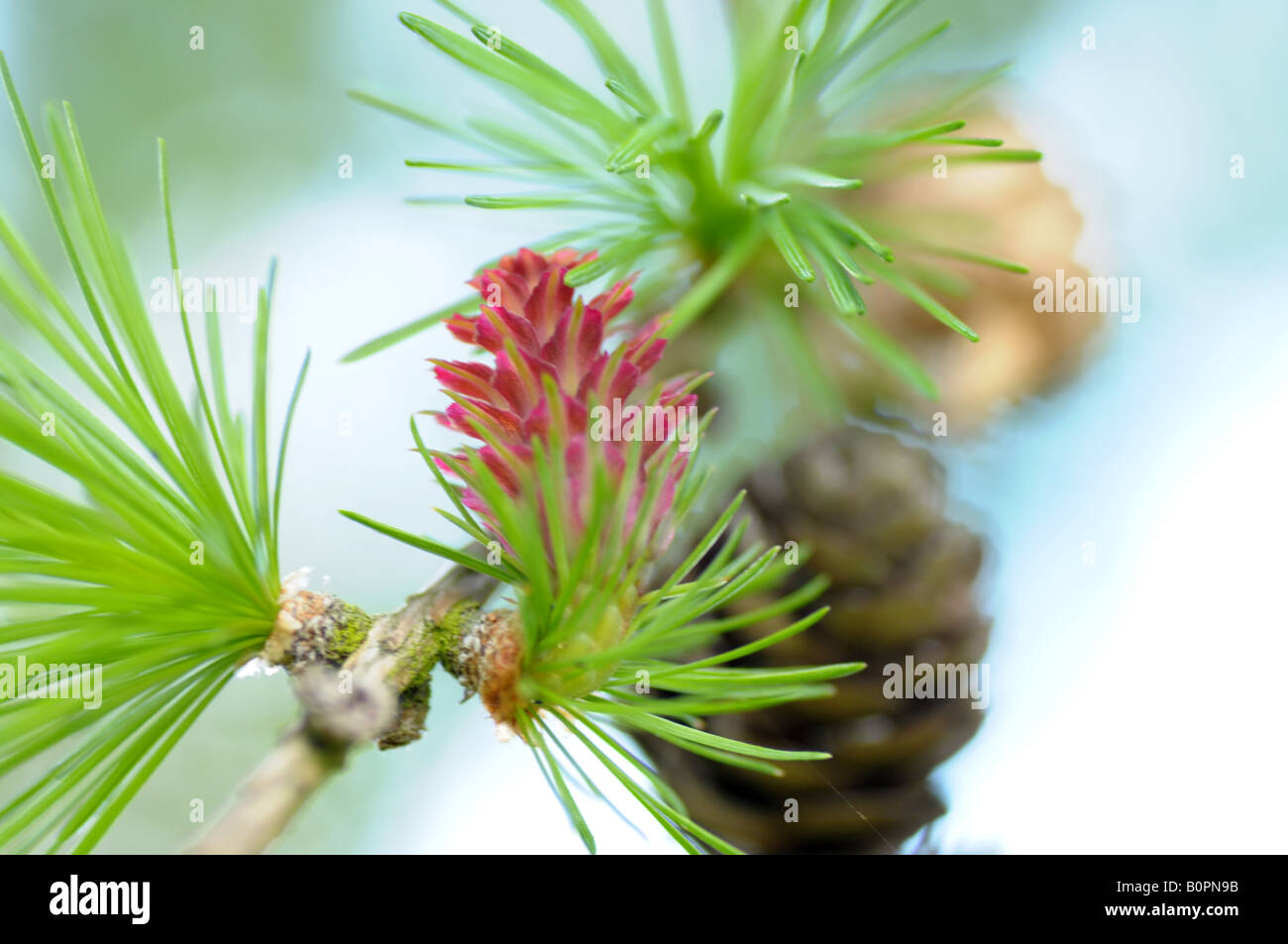 La fleur femelle d'un mélèze (Larix decidua) Banque D'Images