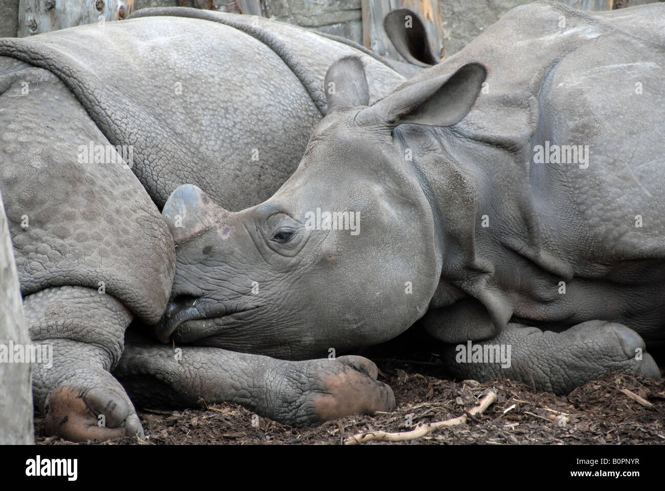 Plus d'un veau et mère Rhino cornu Banque D'Images