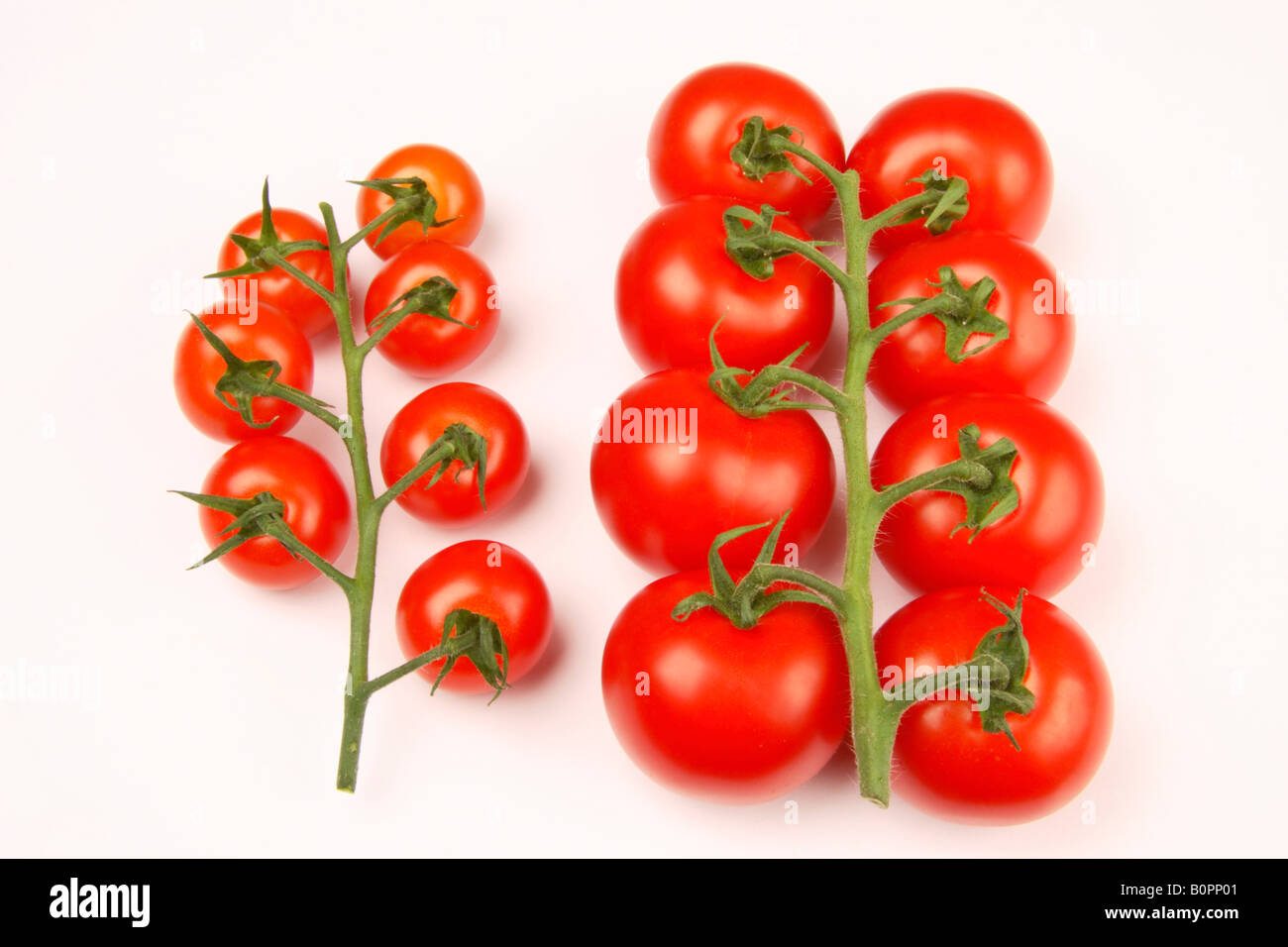 Tomates rouges, variétés. Banque D'Images