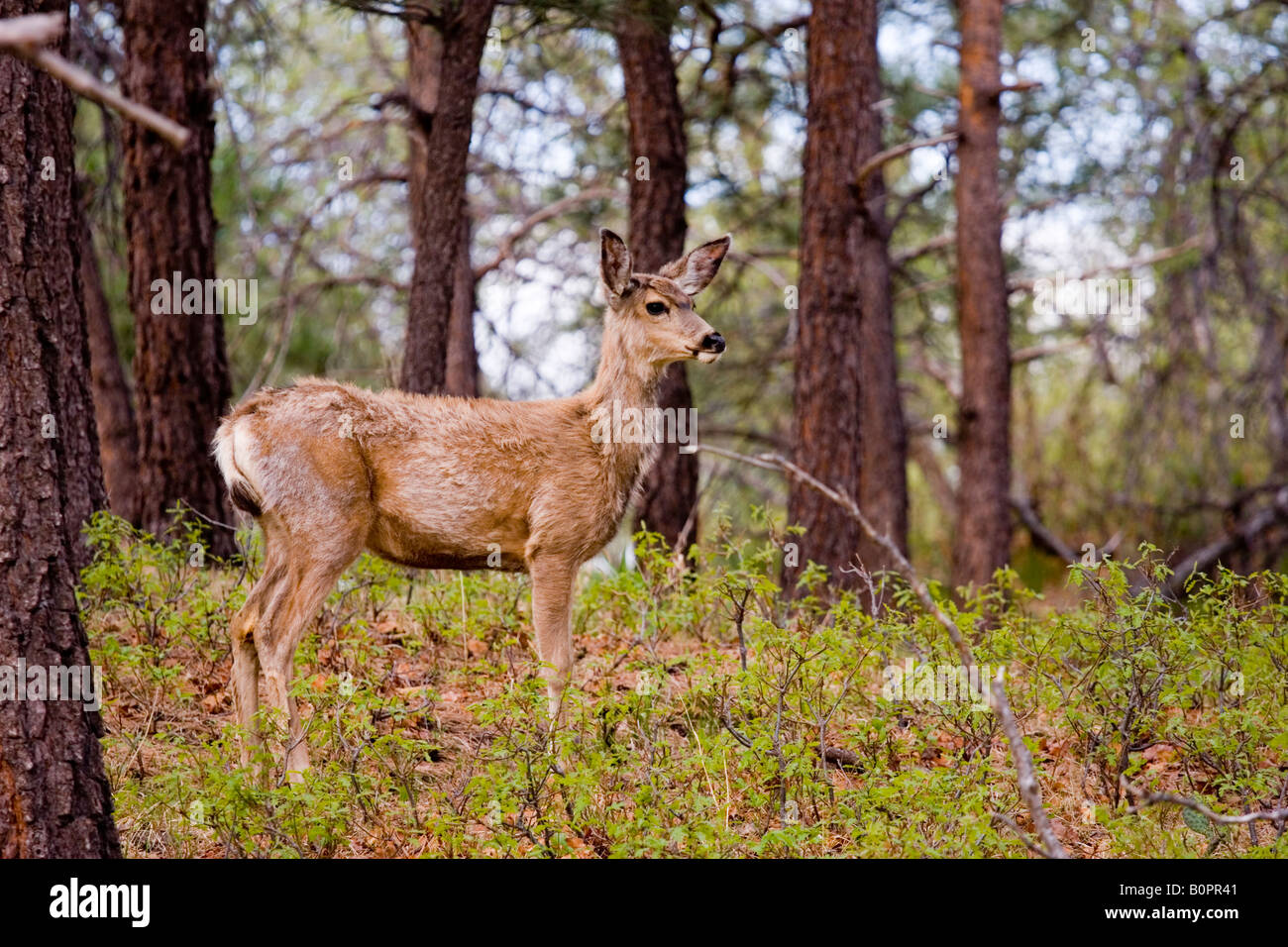 Le cerf mulet dans le Rocky Mountain Printemps Banque D'Images