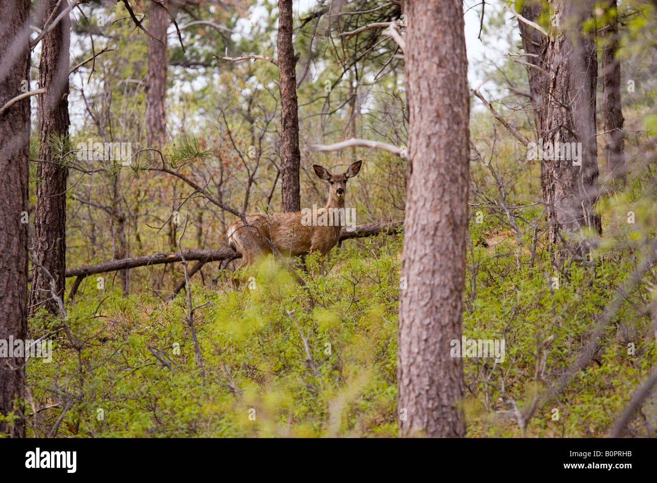 Le cerf mulet dans le Rocky Mountain Printemps Banque D'Images