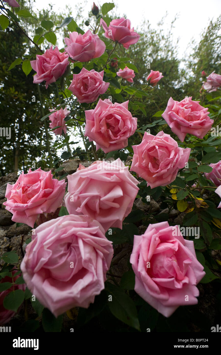 Arbres en fleurs rose (Rosa sp).La France. Un faible angle de tir. Rosier en fleurs (France). Prise de vue en contre-plongée. Banque D'Images