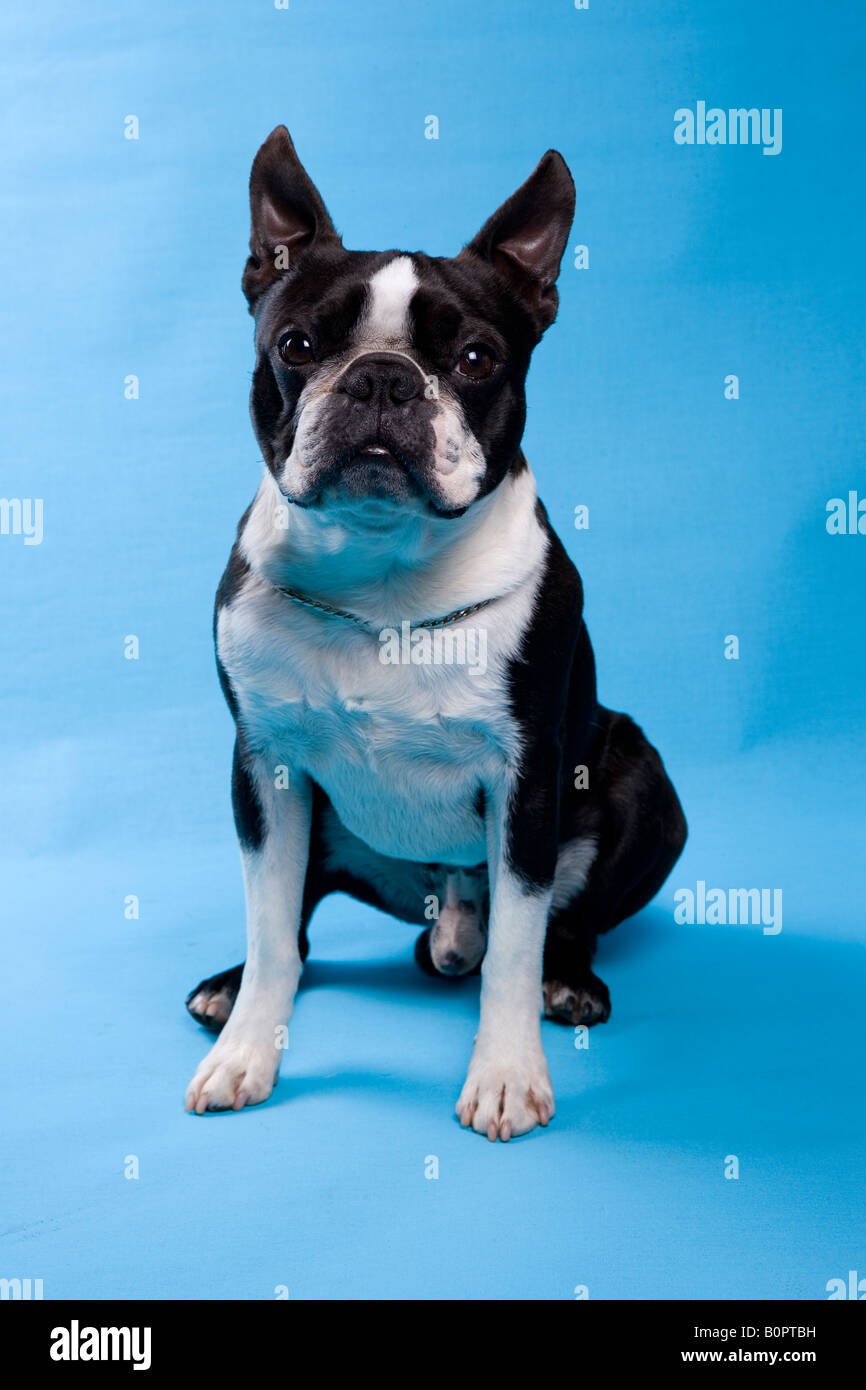 Chien Boston Terrier mâle adulte unique séance Studio Banque D'Images