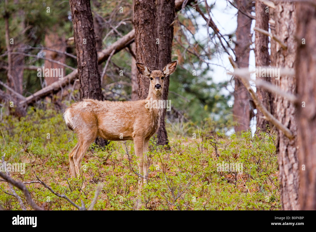 Le cerf mulet dans le Rocky Mountain Printemps Banque D'Images