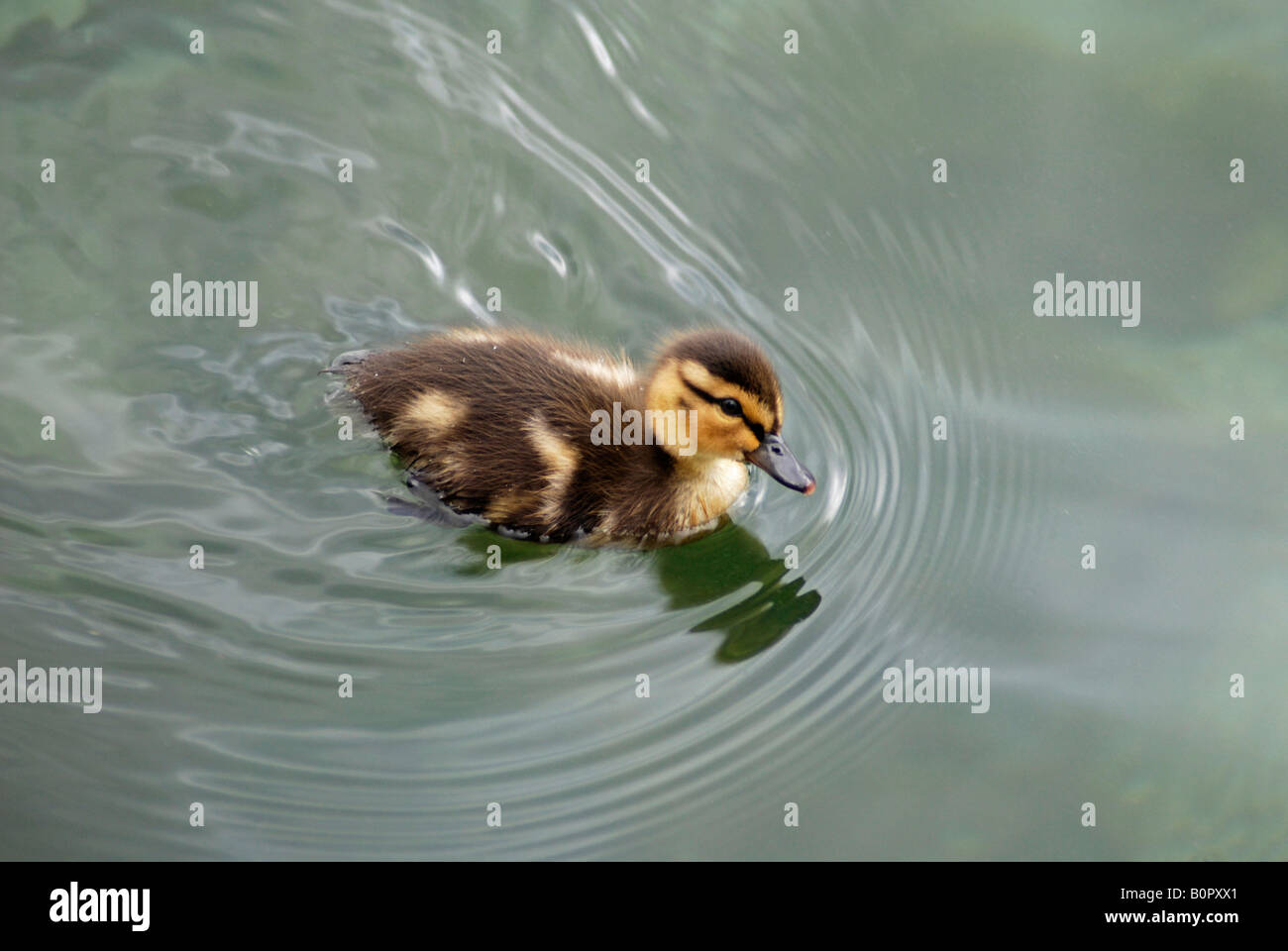 Canard colvert sur le lac Ontario Banque D'Images