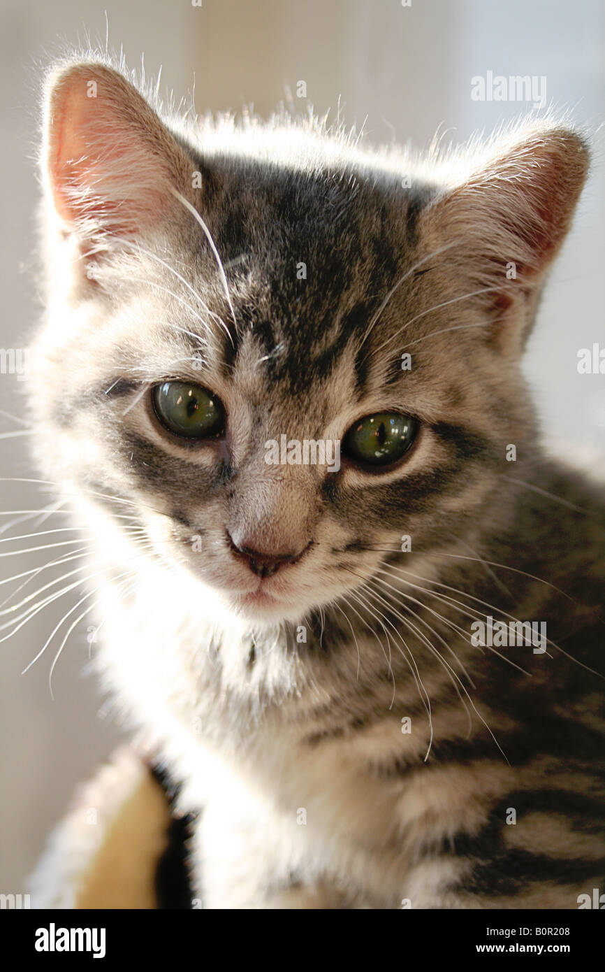 Belle gray silver tabby kitten rêver dans fenêtre ensoleillée Banque D'Images