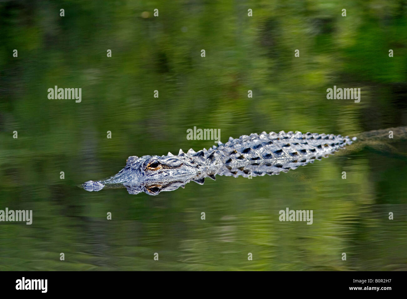 Alligator dans le parc national des Everglades en Floride Banque D'Images